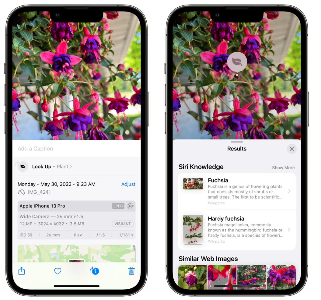 刚察苹果手机维修分享小技巧：使用 iPhone 相机识别花卉植物 